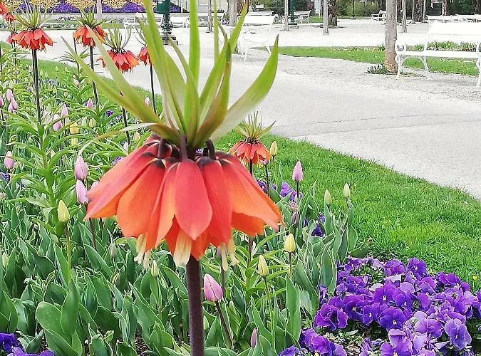 Schmaranzer Διαμέρισμα *